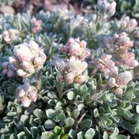 Antennaria microphylla
